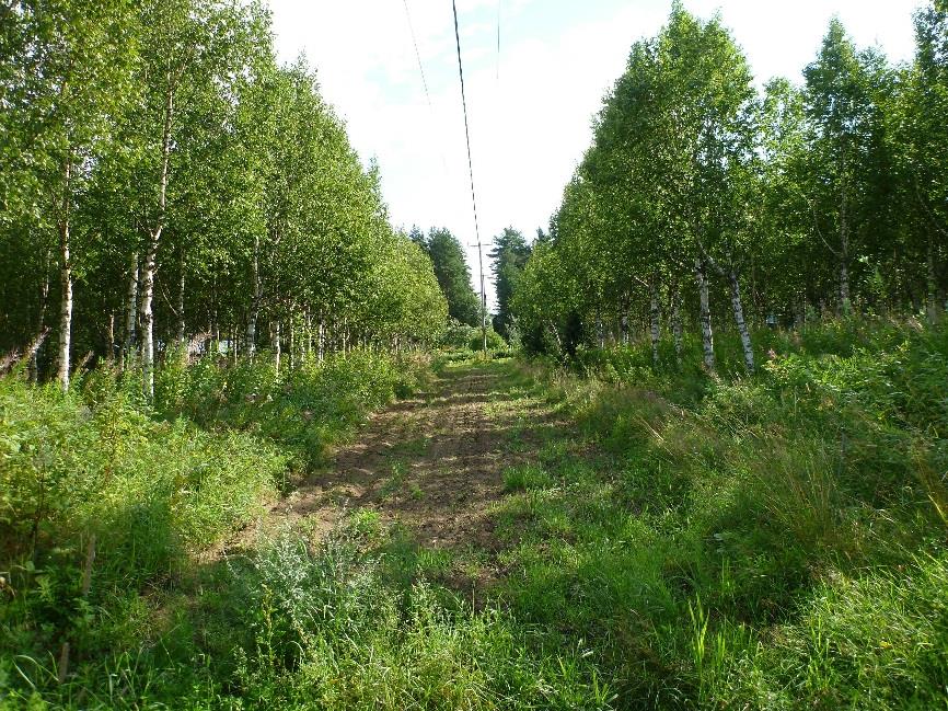 17 Lapinkorventien länsipuolista peltoaluetta. Linjan reitti pellon ja metsäkaistaleen välissä.