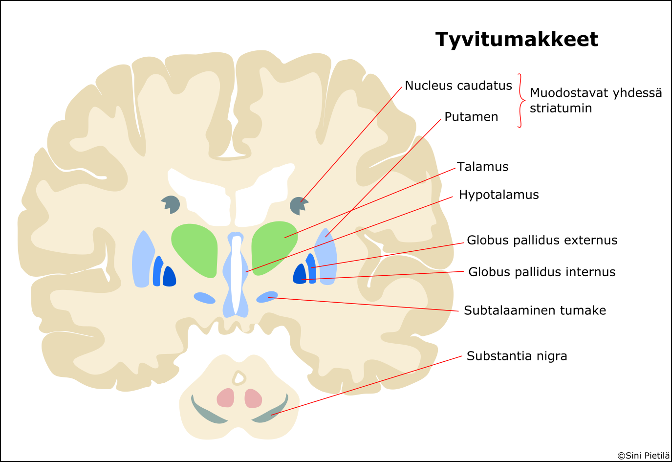 koodaa LRRK2-proteiinia, aiheuttavat useimmiten LRRK-2 kinaasiaktiivisuutta. Normaalien tai uusien kohteiden hyperfosforylaatio kinaasin toimesta saattaa edesauttaa Parkinsonin taudin etenemistä.