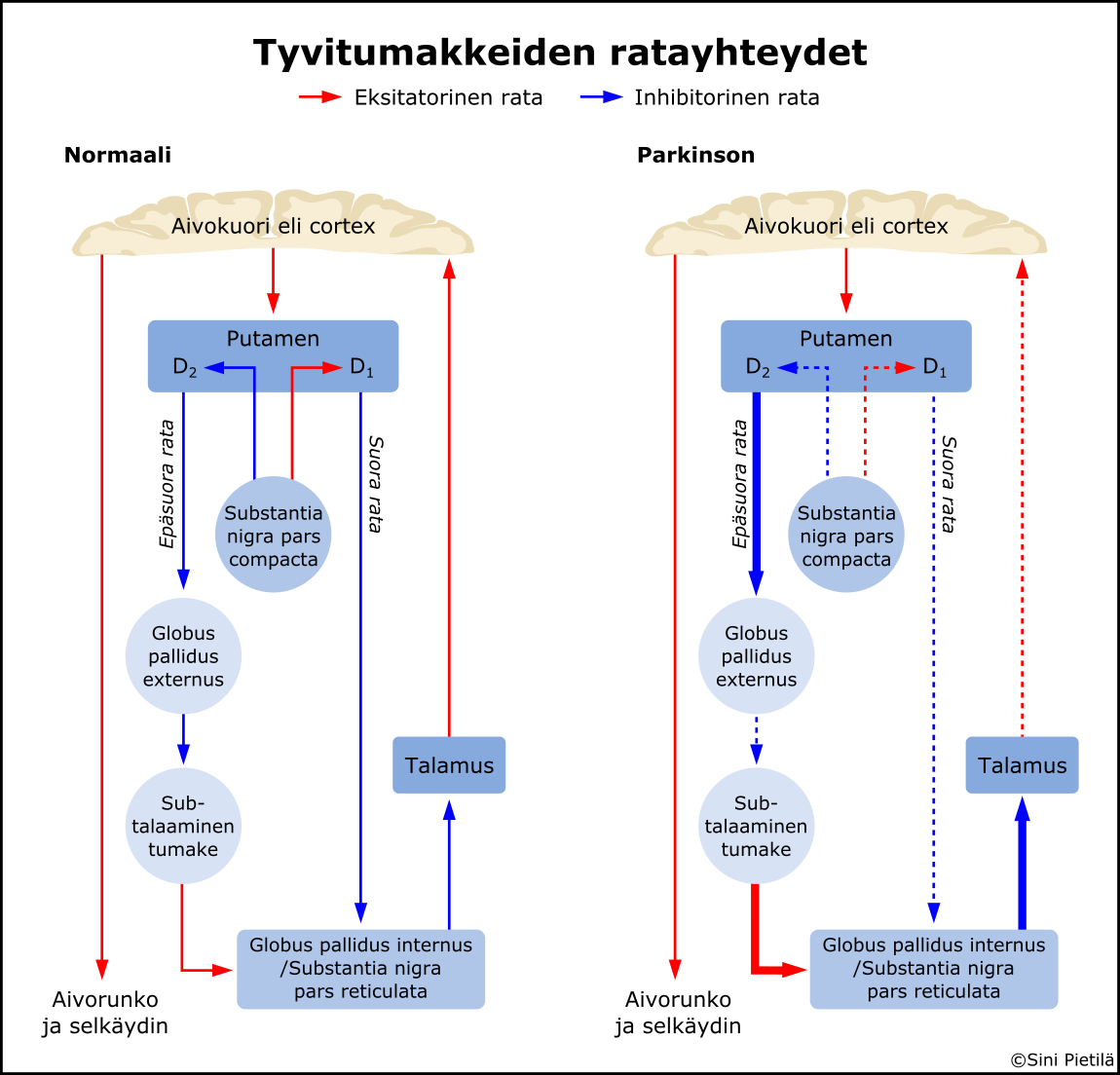 Kuva 2. Liikesuoritusta varten liikekäsky lähtee aivokuorelta ja jatkaa suoraan ekstrapyramidaalijärjestelmän striatumiin. Substantia nigra säätelee striatumin toimintaa dopamiinin avulla.