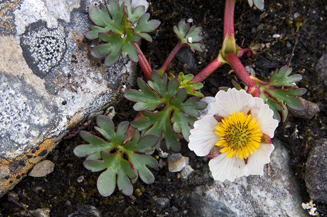 11. Jääleinikki (Ranunculus glacialis) - Uhanalaisuusluokka: Silmälläpidettävä Tunturikasvi (arktis-alpiininen) joka vaatii runsaasti vettä, ja selviää lumisistakin kesistä hengissä.