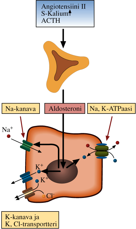 solun ionikanavan kautta sähkökemiallisen gradientin ohjaamana. Amiloridi ja triamtereeni estävät tämän ionikanavan toimintaa (kuva 4).