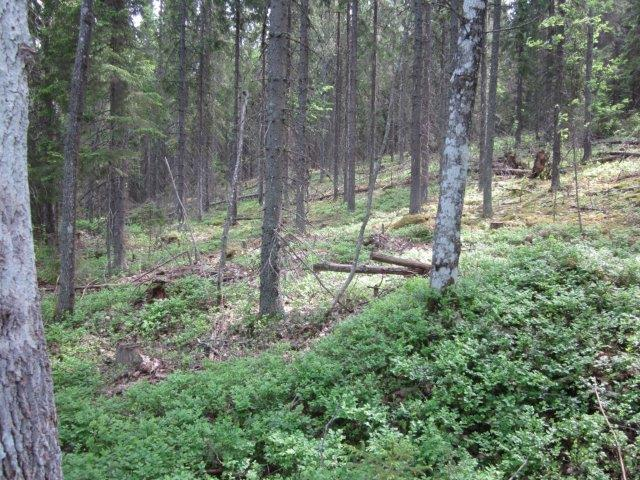 Keskimääräinen tonttikoko on 4776 m2, eli melko kookkaita tontteja keskimäärin.