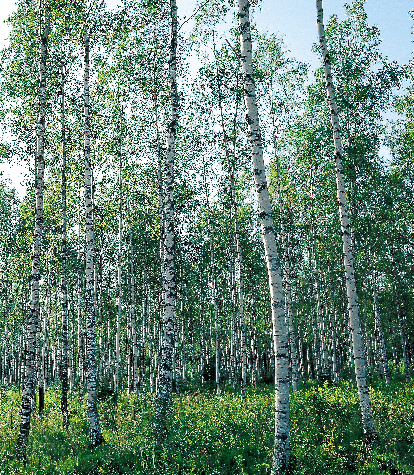 Ympäristönsuojelun taloudellinen katsaus Esimerkkeinä voidaan mainita suodattimet, pesurit ja biologiset puhdistamot.