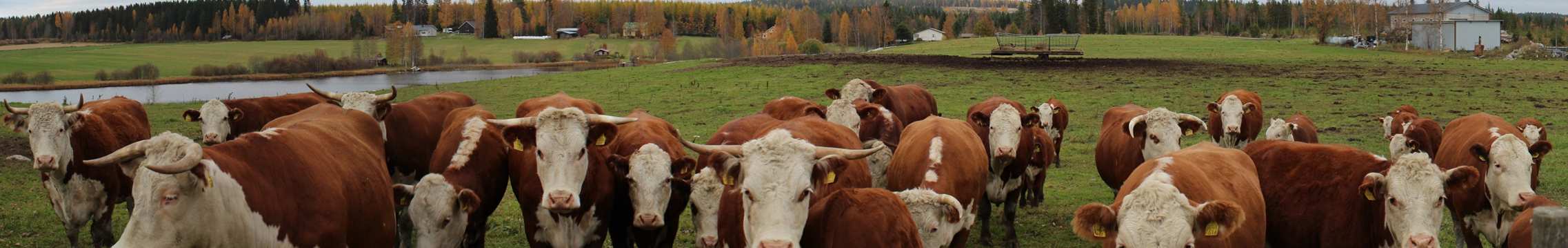 Havainnekuva 8. Näkymä Sikoniemen alueelta, etäisyys lähimpään näkyvään Ulppaanmäen voimalaan 2,4 km.