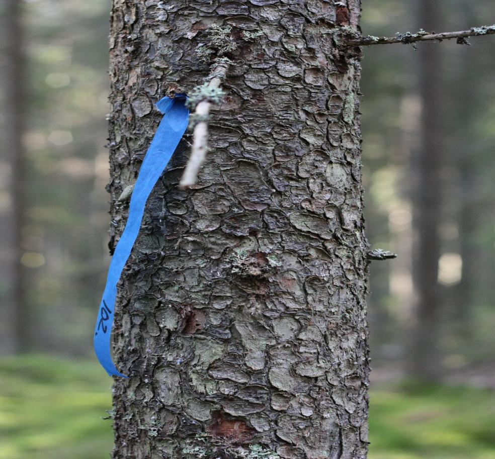 Metsätuhot ja kuolemankierrehypoteesi Altistaako kuivuus metsätuhoille?