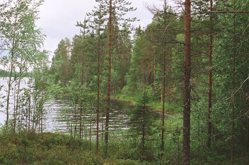 13 Kuva 13. Kuva on otettu Ison Raatelammin eteläosan länsirannalta. Puusto on nuorta mäntyvaltaista kangasta. Taustalla häämöttää Iso Raatelampi.