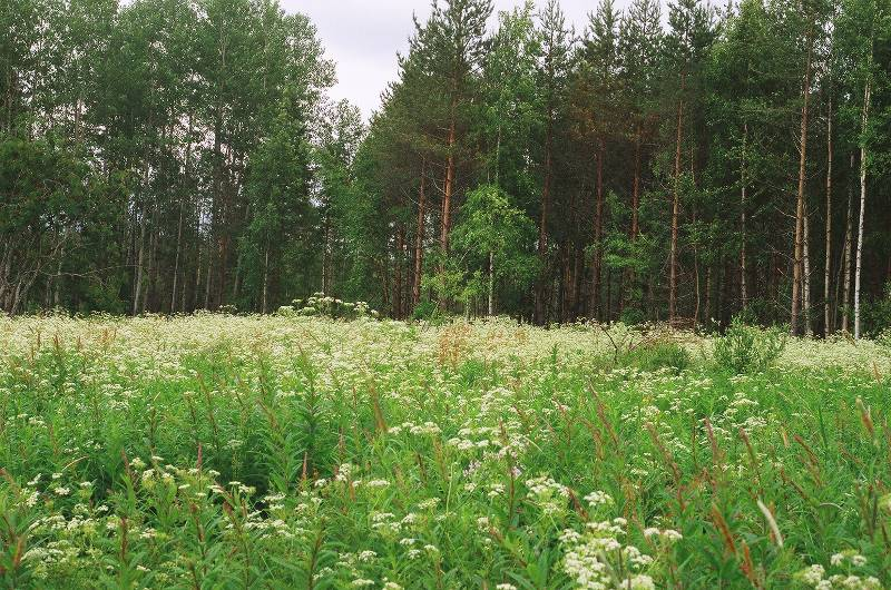 6 Kuva 3. Olkiniemen keskiosan vanhaa laidunniittyä. Lehtipuuvyöhykkeen ulkopuolella on kasvillisuus tavanomaista kuivahkoa mäntykangasta, joka muuttuu niemialueen keskiosassa hakkuualueiksi.