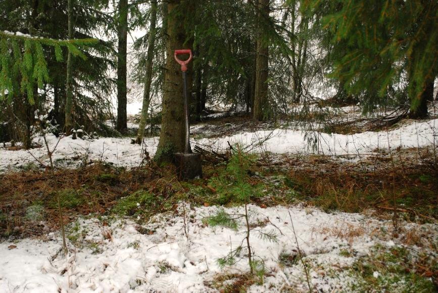Noin 5 cm paksun sammalkerroksen alla oli ruskeaa multaa. Mullan seassa oli useita nyrkin kokoisia kiviä sekä tiilen kappale.