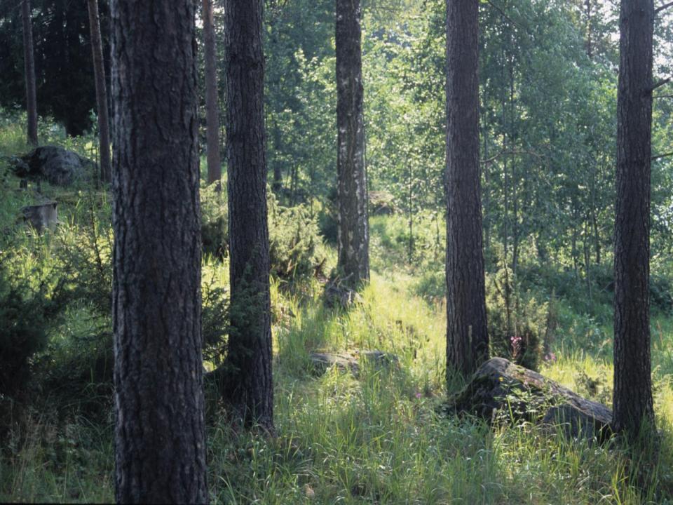Metsälaidun puusto monipuolista ja ikärakenteeltaan vaihtelevaa lahopuustoa puuston peittävyys yli 35 % aluskasvillisuudessa vallalla metsälajeja, aukkopaikoissa