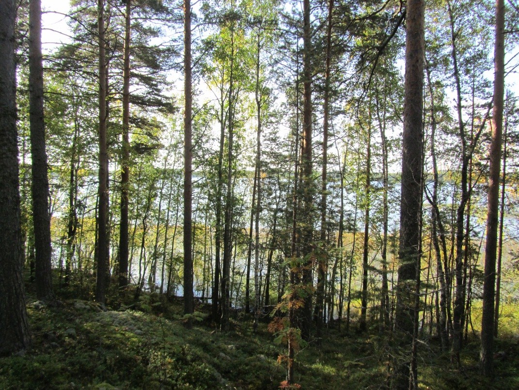 Kaakkoisosan lahdelmat ovat kaislikkoisia, ranta matalaa ja kosteaa (pohjakartassa katkoviivalla osoitetut alueet).