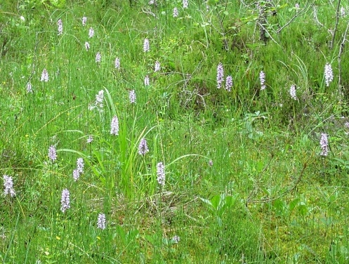 Korpijuotti Pinta-ala: 1 ha Uhanalaiset ja silmälläpidettävät luontotyypit: metsäkortekorvet (EN) Uhanalaiset ja harvinaiset lajit: