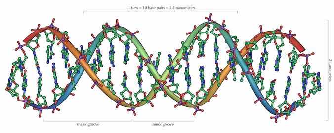 Nukleotidien komponentit Nukleotidit muodostuvat emäsrenkaista (A,T/U,G,C)