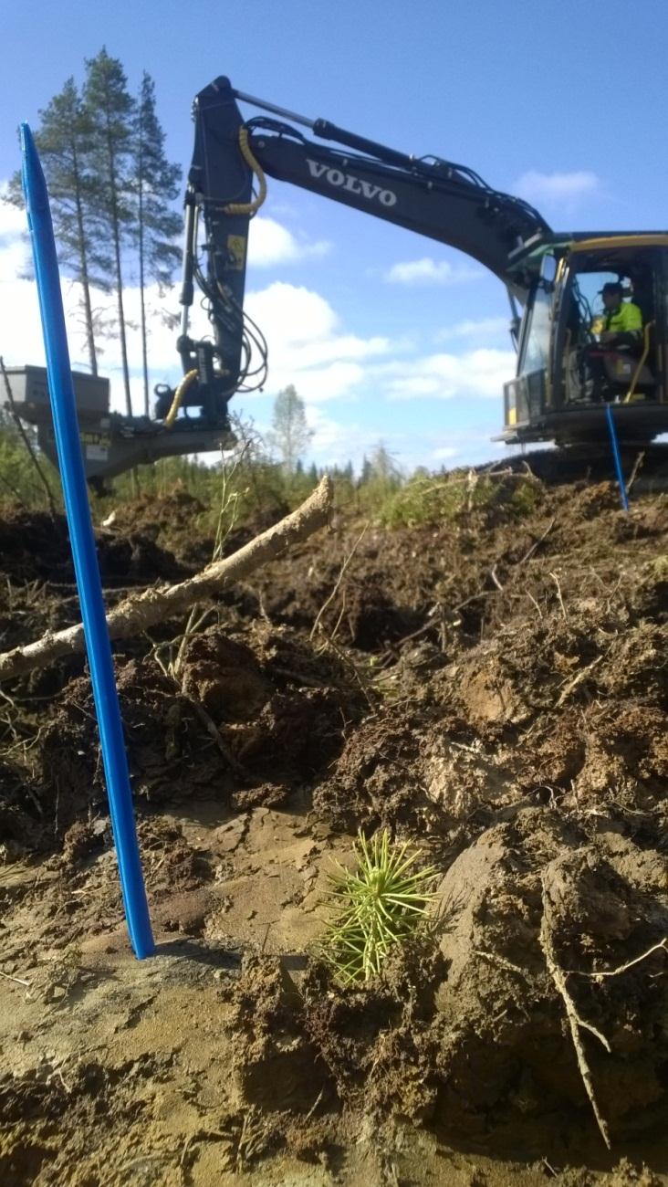 jolloin taimi saa parhaat mahdolliset olosuhteet kasvuun lähdölle.