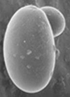 RIISItärkkelysjyväsen morfologia RIISI VEHNÄ MAISSI TAPIOKA PERUNA Koko (µm) 2-8 3-40 15-25 20-35 15-80 muoto heksagoninen ovaali heksagoninen heksagoninen (`typistetty ) ovaali