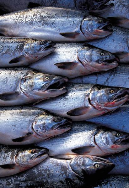 Omega-3-rasvahapot ruokavaliossa Tärkein lähde: rasvaiset kalat (lohi, silakka, sardiini, muikku jne.) Myös kasviöljyissä (erit.