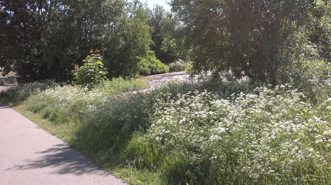 Tontti Hovinsaaressa Runeberinkadun ja Miilukadun kulmassa Kallioinen tontti sijaitsee vanhemmassa tiiviisti rakennetussa ympäristössä.