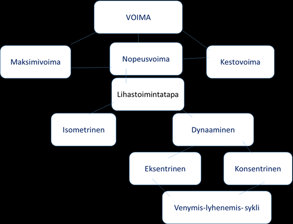 Taulukko 5. Lihaksen työtavat Suurin voima voidaan tuottaa sarkomeerin keskipituuksilla.