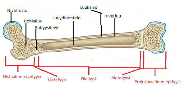 8 näisaineita siirtyy veriplasmaan ja kudosnesteeseen. (Holmia, Murtonen, Myllymäki & Valtonen 2006, 692 693.