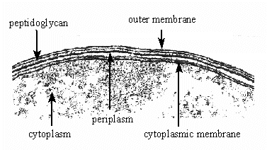 Gram-negatiivinen