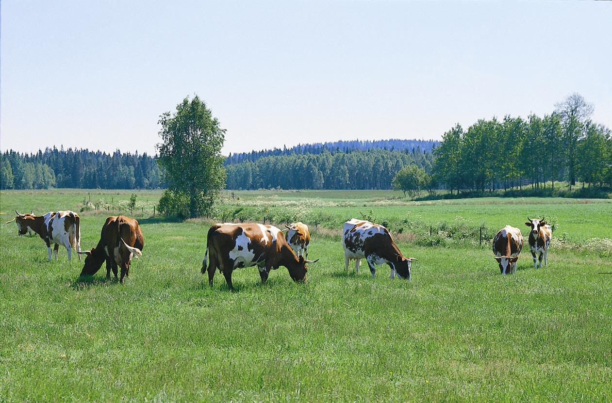 Elinkaari- ja ketjuajattelu ruoan tuotannon ja kulutuksen vastuullisuuden, esim.