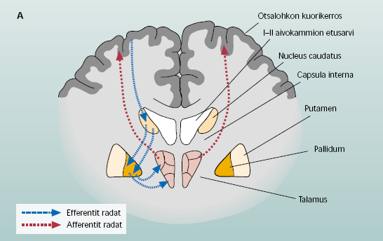 Frontosubcortical circuits Frontal cortex Striatum Pallidum, substantia nigra Thalamus Cummings JL (1993).