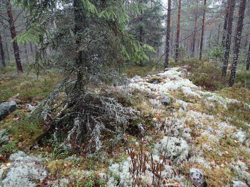 muinaisjäännösrekisterissä ilmoitettu sijainti vihreällä pallolla. Hankealueen raja vihreällä, tie sinisellä.