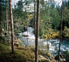 Könkään kallioiden ja kivikoiden jälkeen oli polku taas helppoa astella. Pitkin Suomu-joen pohjoisen puoleisia rantoja se johdatteli kulkuamme kohti päivän päämäärää.