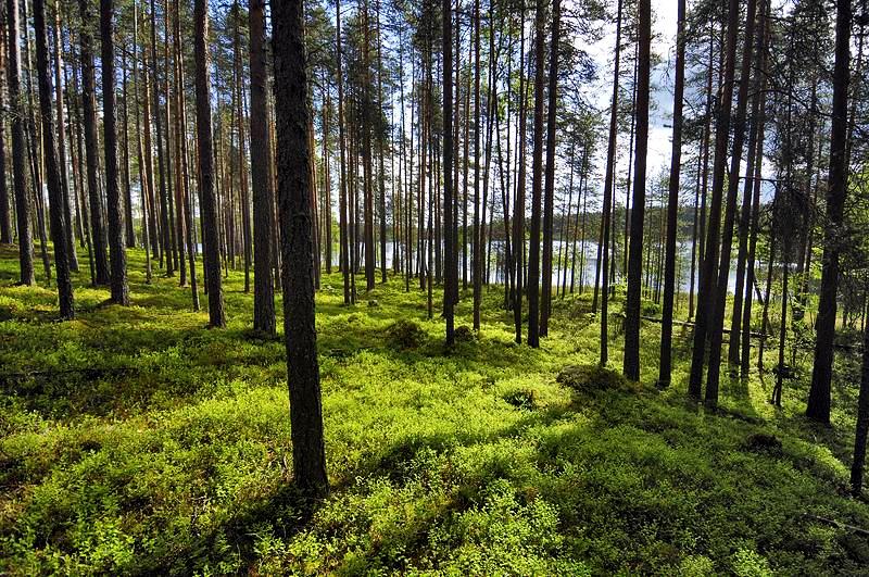 Finrelax - luonnollista hyvinvointia Suomi