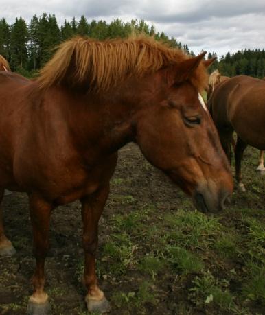 Mikä hevonen sairastuu?