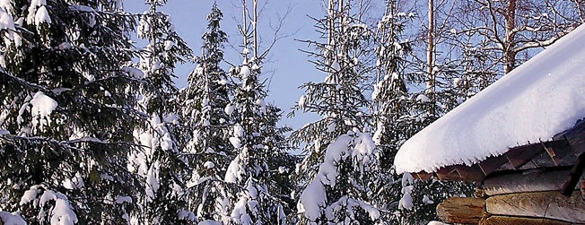 kunnostettu metsä kasvutilaa ja voima tulevaan tukkimetsään seuraavat hakkuut taloudellisesti tuottoisia hoidettu metsä jää siistiin ja