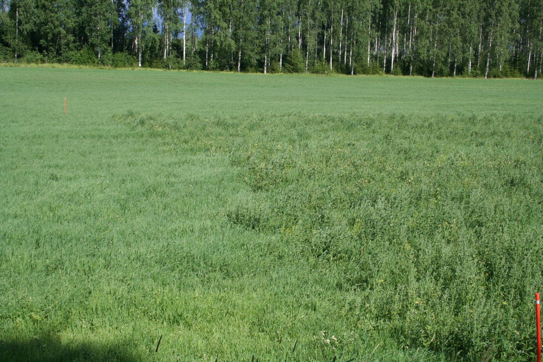 Gratil 20 g/ha aloitusvuoden nurmessa Ruiskutettu ala