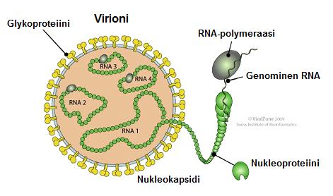 Kuva 1. Pihlajanrengaslaikkuviruksen virioni. Virionia ympäröi kaksoismembraani johon on uponneena glykoproteiineja. Genomi koostuu neljästä yksijuosteisesta RNA-rihmasta.