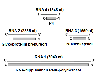 RNA-virukset tarvitsevat replikoituakseen erityisen RNA-riippuvaisen RNA-polymeraasin, joka syntetisoi viruksen lähetti-rna:n. Lähde:http://viralzone.expasy.org/all_by_species/771.html Kuva 2.