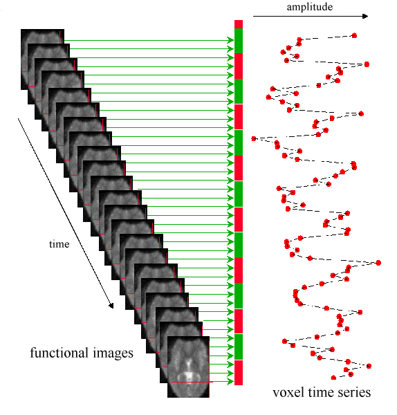 fmri data = scans in time series Functional images are collected in precise time rate to construct a time