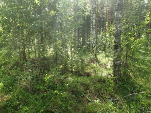 2015: Kulonpalonmäen lounaispuolella sijaitseva tervahauta, jonka halkaisija on noin 15 metriä. Tervahaudan itälaita on noin kahdeksan metrin päässä sen itäpuolella olevan hiekkatien laidasta.