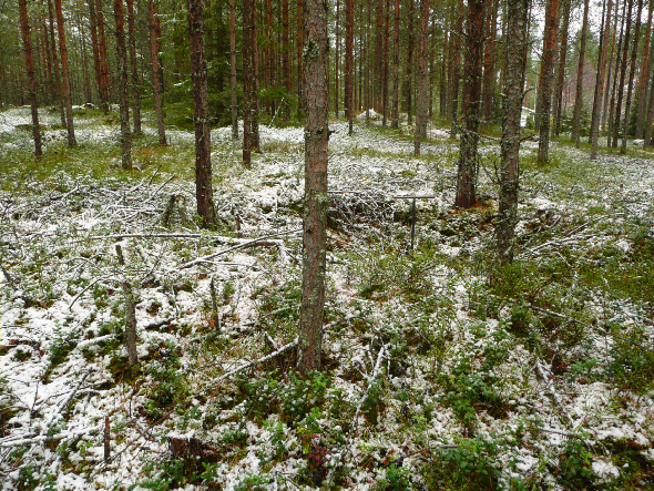 3 Inventointi Kaava-alueella tehtiin arkeologinen inventointi hyvissä olosuhteissa lokakuun puolessa välissä 2010. Paikoitellen maassa oli hieman lumihärmää, mutta sekin suli työjakson aikana pois.