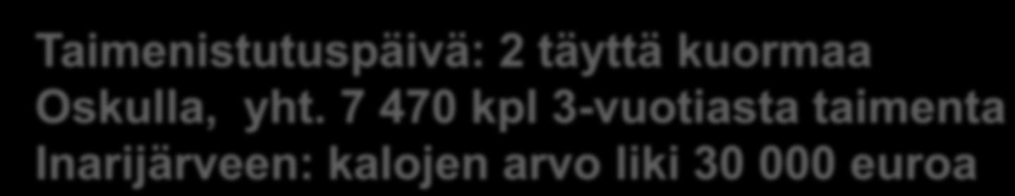 7 470 kpl 3-vuotiasta taimenta