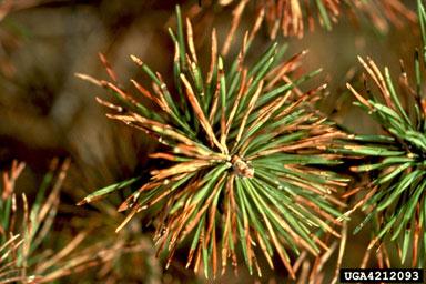 (Phytophthora ramorum) Kuva: Minnesota Department of Natural Resources Archive,