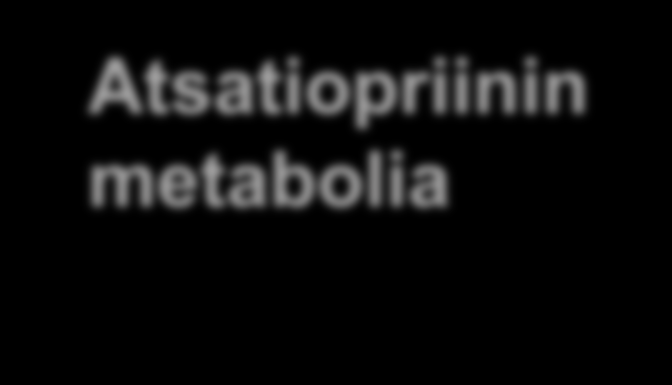 Atsatiopriinin metabolia - Allopurinolin vaikutus 3 C O 2 S atsatiopriini ALLOPURIOLI -estää ksantiinioksidaasia C 3 S 6-metyylimerkaptopuriini (inaktiivinen) TPMT TPMT S 6-merkaptopuriini PRT