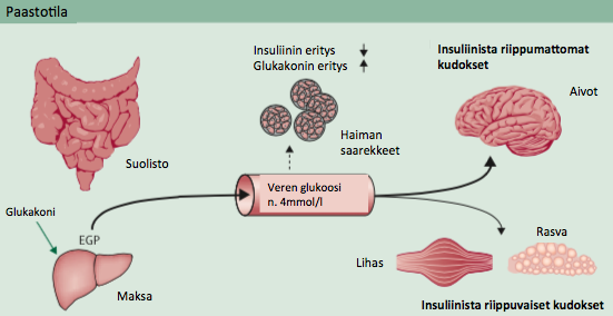 23 muutoksiin. Glukoosimetabolia vaihtelee mm. paaston, ruokailun ja liikunnan vaikutuksesta. (Välimäki ym. 2009, 714-719.) Veren glukoosipitoisuutta säätelee haiman erittämä insuliini.