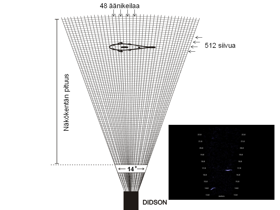 Merikosken voimalaitospadon alakanavassa molemmat käytössä olleet luotaimet, DIDSON 1 alakanavan pohjoisreunalla ja DIDSON 2 eteläreunalla (Kuva 2), keräsivät aineistoa korkeammalla äänitaajuudella