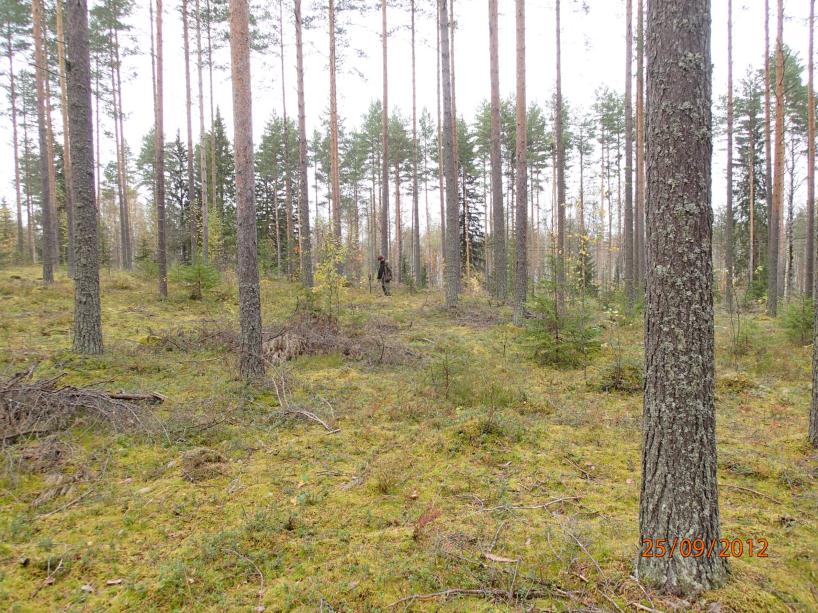 maksimitason alapuolella, joten kyseessä on mainitun keramiikan nuorimpia esiintymispaikkoja. Em.