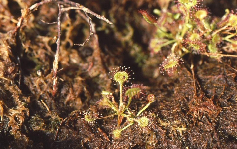 Pyöreälehtikihokki (Drosera