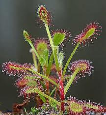 Muita kaupallisesti tärkeitä kihokki lajeja Drosera peltata