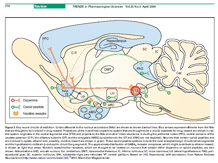 Robinson & Kent C Berridge: The Neural Basis of Drug Craving: an incentive- sensitization theory of addiction. Brain Research Reviews 18 (1993), 247-291.