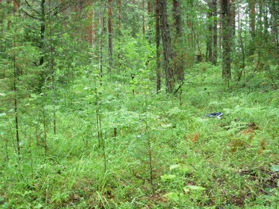 Kuvattu pohjoiskoillisesta.(2012:14) Kuva 19.Alue 3A.