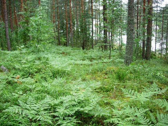 Kuva 17. Alue 3A kuvattuna pohjoisesta.(2012:13) Kuva 18.