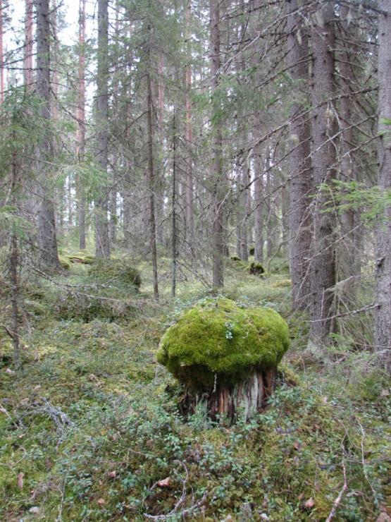 METSO-ohjelma teki metsän suojelusta bisnestä: - Korvaus on kilpailukykyinen erityisen hyvä lahovikaisessa tai myrskyn vaurioittamassa metsässä.