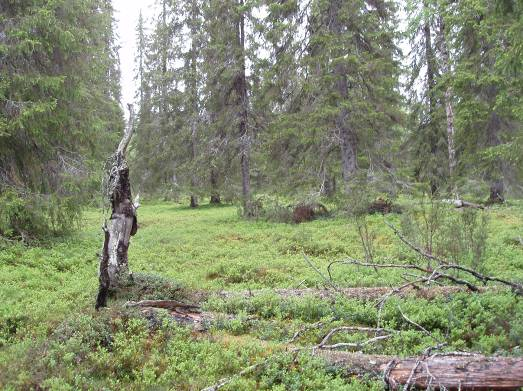 FCG Planeko Oy Natura-arviointi 30 (62) eellinen jakautuminen, vaihtelevakorkeuksinen kerroksellisuus, elävän puuston vaihteleva kokorakenne sekä lahopuusto.