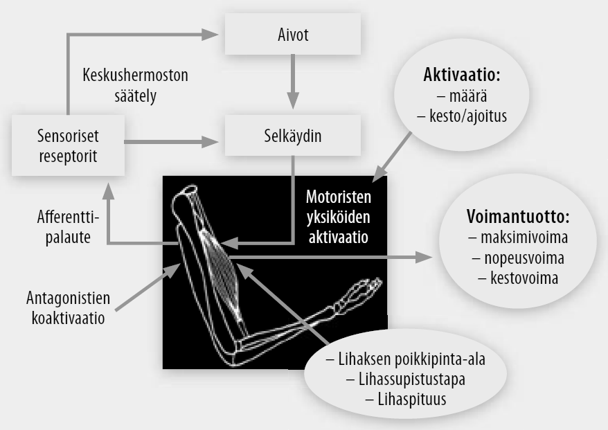 10 KUVIO 1.